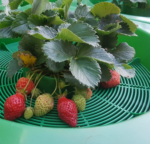 GrowWell_Focus_Planter_Portrait_Images_Focus_Planting_Australia_Strawberries_Growing