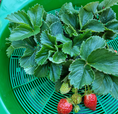 GrowWell_Focus_Planter_Portrait_Images_Focus_Planting_Australia_Strawberry