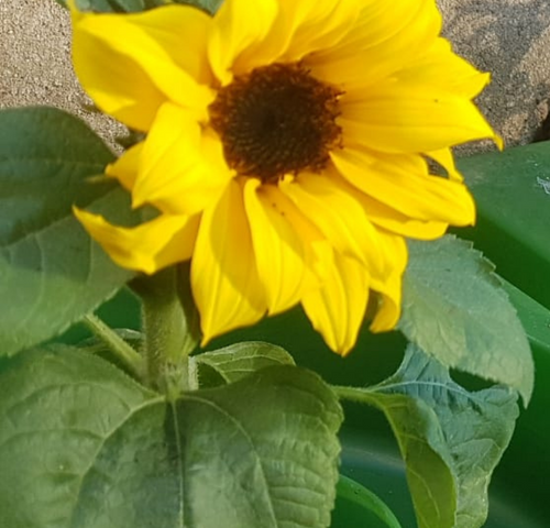 GrowWell_Focus_Planter_Portrait_Images_Focus_Planting_Australia_Sunflower